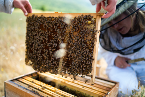 Lonsdale pour Guerlain x Unesco - "Women for Bees"