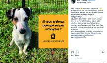 CLM BBDO pour Pedigree France – « Dogs for dogs »