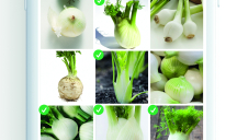 Romance pour Intermarché – « Les Bons Légumes – Les Captchas, pas si facile que ça ! »